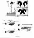 Fig. 02 - TLR-4 BASED ELECTROCHEMICAL BIOSENSOR