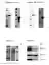 Fig. 02 - Compositions and methods relating to Lyme disease