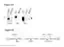 Fig. 07 - Compositions and methods relating to Lyme disease