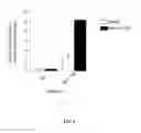 Fig. 09 - Detection of elevated levels of phosphorylated MCM and method of increasing MCM phosphorylation capacity