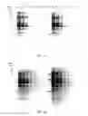 Fig. 02 - Stain-free protein quantification and normalization