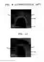 Fig. 06 - Semiconductor device and method of fabricating the same