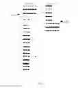 Fig. 03 - Determinate castor