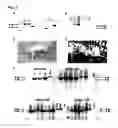 Fig. 04 - Pathogen-resistant animals having modified CD163 genes