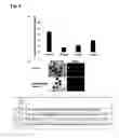 Fig. 05 - Pathogen-resistant animals having modified CD163 genes