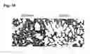 Fig. 11 - Pathogen-resistant animals having modified CD163 genes