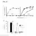 Fig. 28 - Pathogen-resistant animals having modified CD163 genes