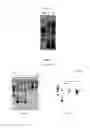 Fig. 05 - Compositions and methods for the production and delivery of double stranded RNA