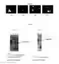 Fig. 06 - Compositions and methods for the production and delivery of double stranded RNA