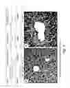 Fig. 06 - METHODS AND FORMULATIONS PROMOTING TISSUE/ORGAN REGENERATION, LONGEVITY AND HEALTHSPAN