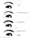Fig. 02 - ARTICLE AND PROCESS FOR COSMETICALLY ENHANCING EYEBROWS