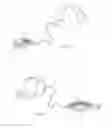 Fig. 02 - HAT LEASH