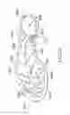 Fig. 23 - Shoe having an inflatable bladder