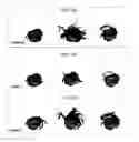 Fig. 12 - Automatic tract extraction via atlas based adaptive connectivity-based clustering