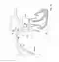 Fig. 17 - Apparatus and method for endovascular device guiding and positioning using physiological parameters