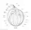 Fig. 37 - Enhanced medical device for use in bodily cavities, for example an atrium