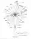 Fig. 60 - Enhanced medical device for use in bodily cavities, for example an atrium