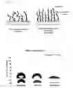 Fig. 02 - Prosthesis for in vivo insertion, coated with cross-linked polyphosphorylcholine