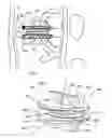 Fig. 03 - Six degree spine stabilization devices and methods