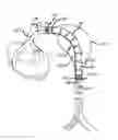 Fig. 01 - Delivery catheter for endovascular device