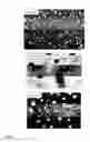 Fig. 05 - STABILIZED HIGH DRUG LOAD NANOCARRIERS, METHODS FOR THEIR PREPARATION AND USE THEREOF