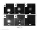Fig. 05 - Compositions and methods for delivery of kinase inhibiting peptides