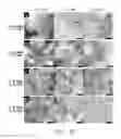 Fig. 12 - Compositions and methods for delivery of kinase inhibiting peptides