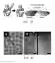 Fig. 16 - Compositions and methods for delivery of kinase inhibiting peptides