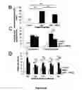 Fig. 07 - Methods and compounds for preventing osteoarthritis