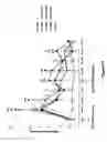 Fig. 19 - Methods and compounds for preventing osteoarthritis