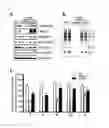 Fig. 04 - Composition for preventing or treating fatty liver diseases
