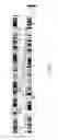 Fig. 02 - Biologically pure strain and composition thereof for treating metabolic syndrome