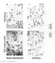 Fig. 46 - METHOD FOR TREATING OR SUPPRESSING DEGENERATIVE BRAIN DISEASES BY CHINESE HERBAL MEDICINE COMPOSITION