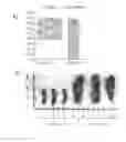 Fig. 03 - Uses of hypoxia-inducible factor inhibitors