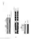 Fig. 03 - Compositions and methods for treating disease using T3SS effector protein (SipA)