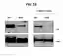 Fig. 06 - Methods and compositions for treating Huntington's Disease