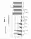 Fig. 20 - Methods and compositions for treating Huntington's Disease