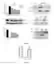 Fig. 02 - Apolipoprotein O and fragments thereof for inducing apoptosis in a cancerous cell