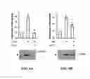 Fig. 05 - Compositions and Methods for Inhibiting Pro-Inflammatory Cytokine Gene Expression