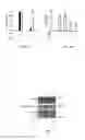 Fig. 06 - Compositions and Methods for Inhibiting Pro-Inflammatory Cytokine Gene Expression