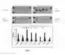 Fig. 07 - Compositions and Methods for Inhibiting Pro-Inflammatory Cytokine Gene Expression