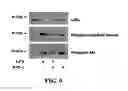 Fig. 09 - Compositions and Methods for Inhibiting Pro-Inflammatory Cytokine Gene Expression