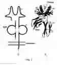Fig. 02 - Pharmaceutical compositions containing beta-2 microglobulin and methods of treating autoimmune diseases
