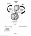 Fig. 02 - Method for generating immune cells resistant to arginine and/or tryptophan depleted microenvironment