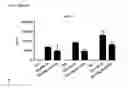 Fig. 08 - Method for proliferation of antigen-specific T cells