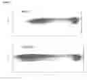 Fig. 09 - Method for proliferation of antigen-specific T cells