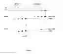 Fig. 03 - Methods and materials for producing immune responses against polypeptides involved in antibiotic resistance