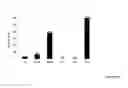 Fig. 04 - Immune enhancing recombinant dengue protein