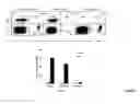 Fig. 06 - Immune enhancing recombinant dengue protein