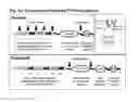 Fig. 08 - Multi-functional mucosal vaccine platform